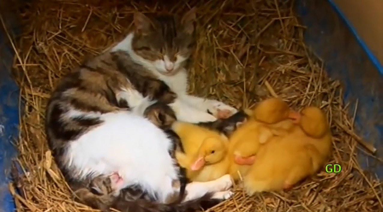 Mama Cat Adopts Ducklings in Adorable Video CNSNews
